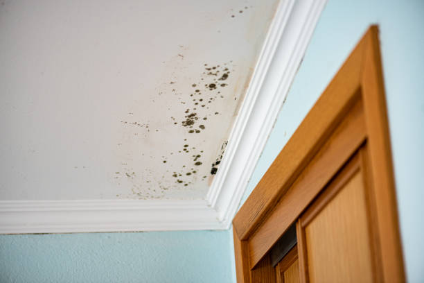 Best Residential Mold Inspection & Testing  in Overland Park, KS